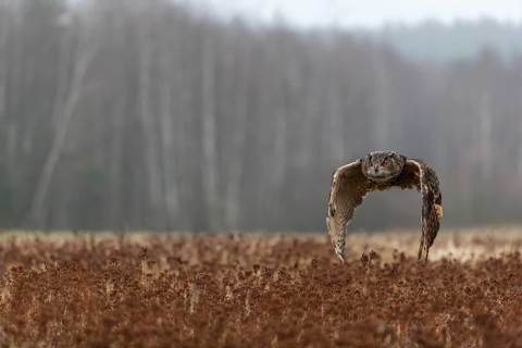 One male Eurasian Eagle Owl, Bubo bubo, flying over a meadow. Slight fog around. A forest in the