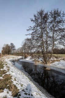 Stream with alders (Alnus glutinosa), Fischerhuder Wümmeniederung, Lower Saxony, Germany