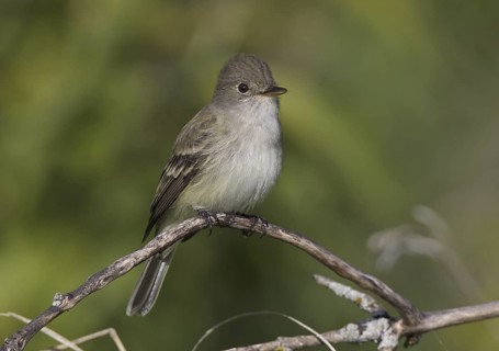 Willow Flycatcher (Empidonax traillii), North Dakota, USA