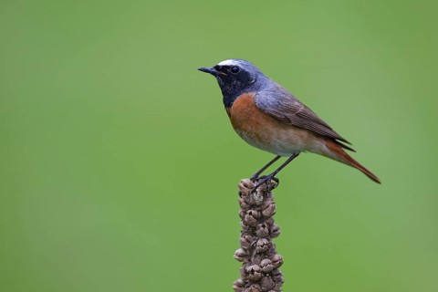 Common Redstart (Phoenicurus phoenicurus) male, Berlin, Germany