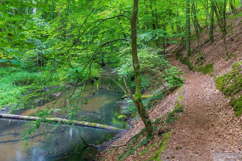 Schlaube in the romantic Schlaubetal valley, Oder-Spree district, Brandenburg, Germany