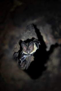 Bat in a cave in a tree trunk, in the rainforest, Corcovado National Park, Osa, Puntarena Province,