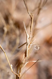 Field grasshopper (Acrida turrita), well camouflaged in dry grass, camouflage, Namib-Naukluft Park,