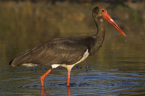 Black Stork (Ciconia nigra) foraging, Castile-La Mancha, Spain