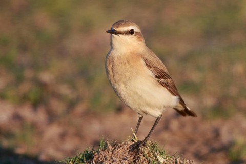 Isabelline Wheatear (Oenanthe isabellina), Greece