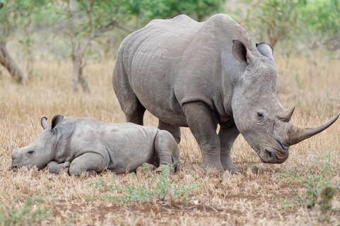 Southern white rhinoceros (Ceratotherium simum simum), adult female standing with resting young, in