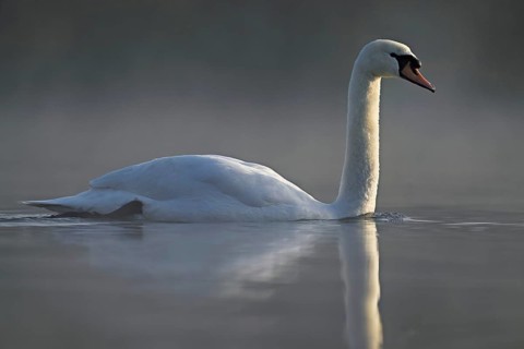 Mute swan (Cygnus olor), swimming in the morning light on the Flachsee, nature reserve, Reusstal,