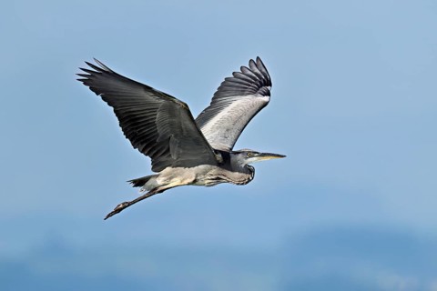 Grey heron (Ardea cinerea), in flight, Canton Zug, Switzerland