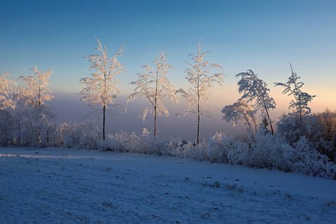 Birch trees in hoarfrost in the morning light, Brunnwil, Freiamt, Canton Aargau, Switzerland