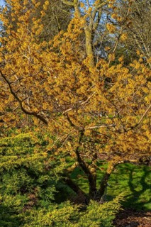Hybrid witch hazel (Hamamelis × intermedia) cultivar Barmstedt Gold, deciduous shrub showing yellow