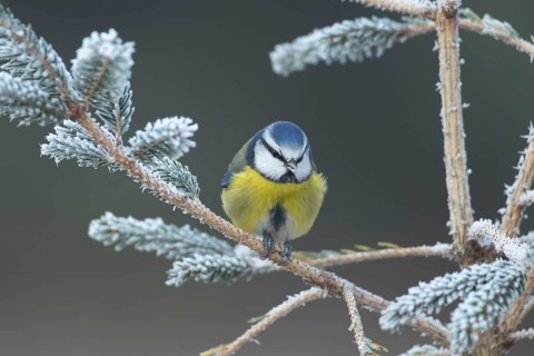 Blue tit (Cyanistes Caeruleus) adult bird on a frost covered garden Christmas tree in winter,