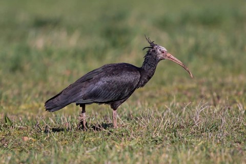 Northern bald ibis (Geronticus eremita) close-up, adult bird foraging across meadow in the sun,