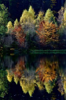 Trees reflected in the Sankenbachsee, Karsee, autumn, near Baiersbronn, Freudenstadt district,