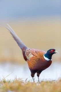 Fasan, Common Pheasant, Pheasant, Ring-necked Pheasant, Phasianus colchicus, Faisan de Colchide,