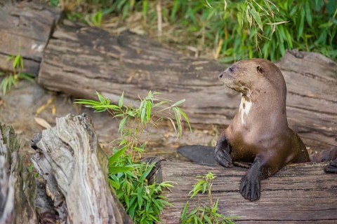 Two giant otter or giant river otter (Pteronura brasiliensis) rest on a rotten log