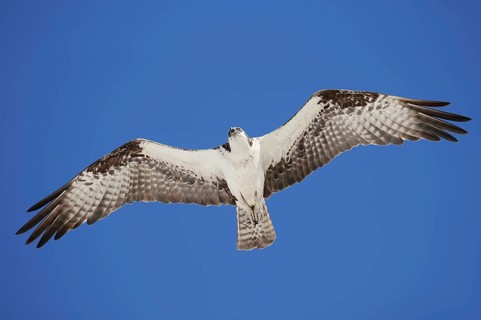 Western osprey (Pandion haliaetus) in flight, Everglades National Park, Florida, USA