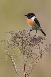 European Stonechat (Saxicola rubicola) male perched on a branch, Poland