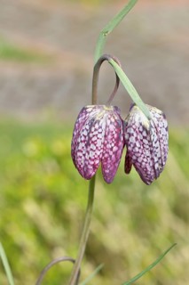 Snake's Head Fritillary (Fritillaria meleagris), single flower in a meadow, close-up,