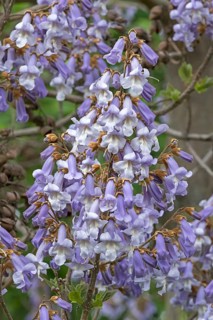 Chinese bluebell tree (Paulownia tomentosa), Germany