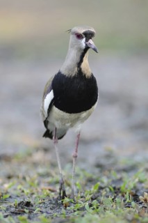 Southern Lapwing (Vanellus chilensis), Pantanal, Brazil