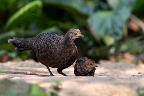Grey Peacock-Pheasant (Polyplectron bicalcaratum) female foraging with chick, Yunnan, China