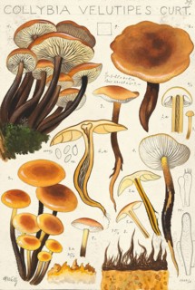 Mushroom, fungi, Golden needle mushroom, Flammulina velutipes, Syn. Collybia velutipes, authentic