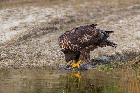 One white-tailed eagle (Haliaeetus albicilla) sitting lakeshore in early light, feeding on a common