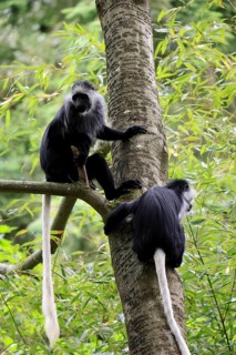 White-bearded snub-nosed monkey (Colobus polykomos), adult, two, sitting, climbing, on tree,