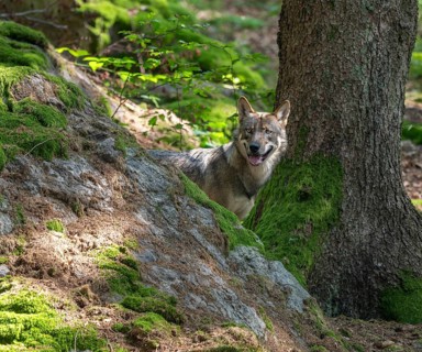 Wolf (Canis lupus) stands in the forest next to large rocks and looks attentively, Germany