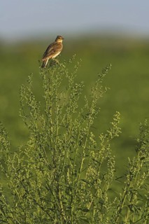 Eurasian Skylark (Alauda arvensis), Rhineland-Palatinate, Germany