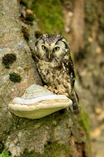 Great Horned Owl (Aegolius funereus), Great Horned Owl, adult, on tree, perch, watchful, in summer,