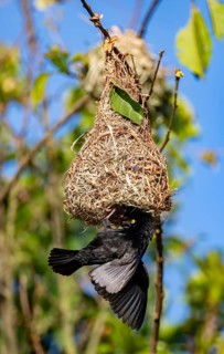 Vieillot's weaver (Ploceus nigerrimus) at the nest, Uganda