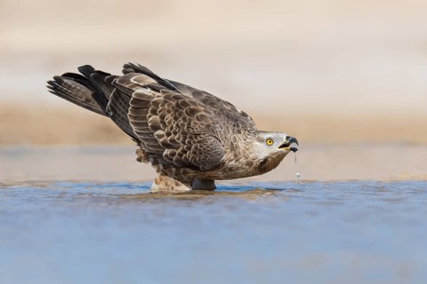 European Honey Buzzard (Pernis apivorus) drinking, Eilat, Israel