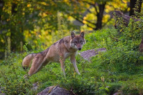A Eurasian gray wolf (Canis lupus lupus) stands on a rock in hilly terrain in green vegetation and