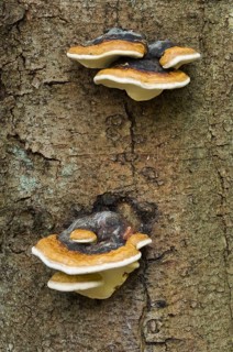 Late fall polypore, resinous polypore, benzoin bracket (Ischnoderma resinosum) on tree trunk