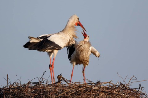 White Stork (Ciconia ciconia) pair at nest, North Rhine-Westphalia, Germany