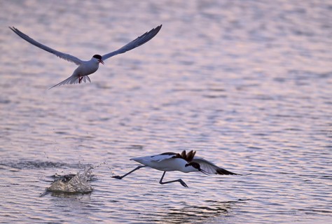 Common Tern (Sterna hirundo) dispersing Avocet (Recurvirostra avosetta) in the water against the