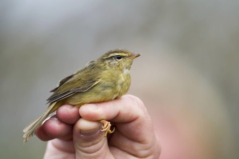 Radde's Warbler (Phylloscopus schwarzi), Schleswig-Holstein, Germany