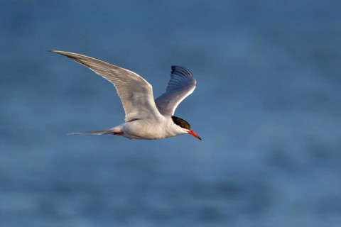 Common Tern (Sterna hirundo) flying, Lesvos, Greece