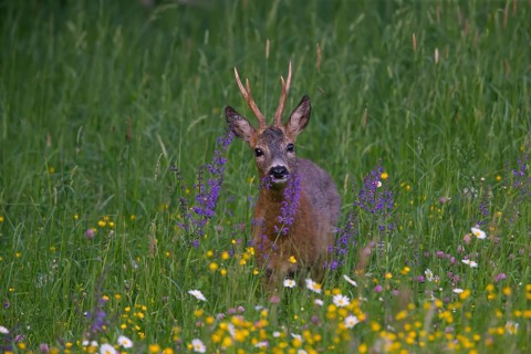Roe deer (Capreolus capreoöus) Buck Germany