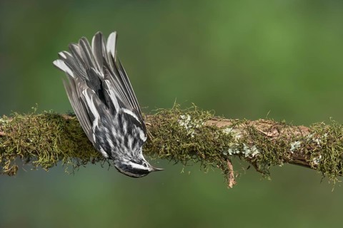 Black-and-white Warbler (Mniotilta varia) perched on a branch, Texas, USA