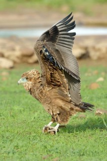 Savanne arend met vleugels omhoog, Tawny Eagle with wings high