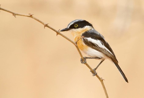 Pririt Batis (Batis pririt) female, Eastern Cape, South Africa