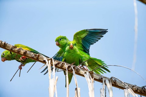 Yellow-winged Parakeet (Brotogeris chiriri) Pantanal Brazil