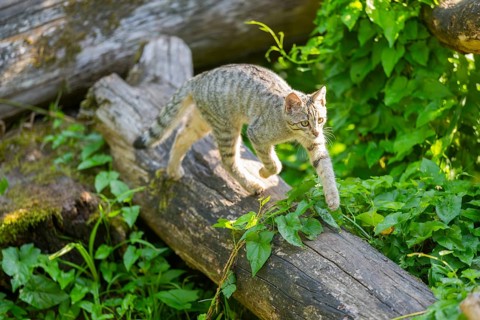 European wildcat (Felis silvestris silvestris) on an old tree trunk, Hesse, Germany