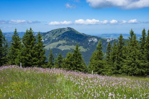 Snake knotweed (Bistorta officinalis), at Wertacher Hörnle, 1695m, behind it the Grünten, 1783m,