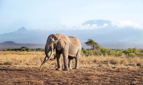 African elephant (Loxodonta africana) in picturesque landscape with the summit of Mount