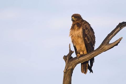 Tawny Eagle (Aquila rapax), Masai Mara, Kenya