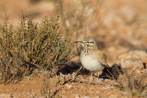 Greater Hoopoe Lark - Wüstenläuferlerche - Alaemon alaudipes ssp. alaudipes, Morocco