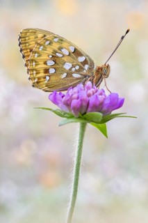 Der Große Perlmutterfalter (Speyeria aglaja)